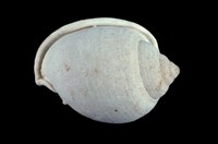 藏品(斑帶鬘螺)的圖片